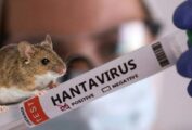 хантавірус